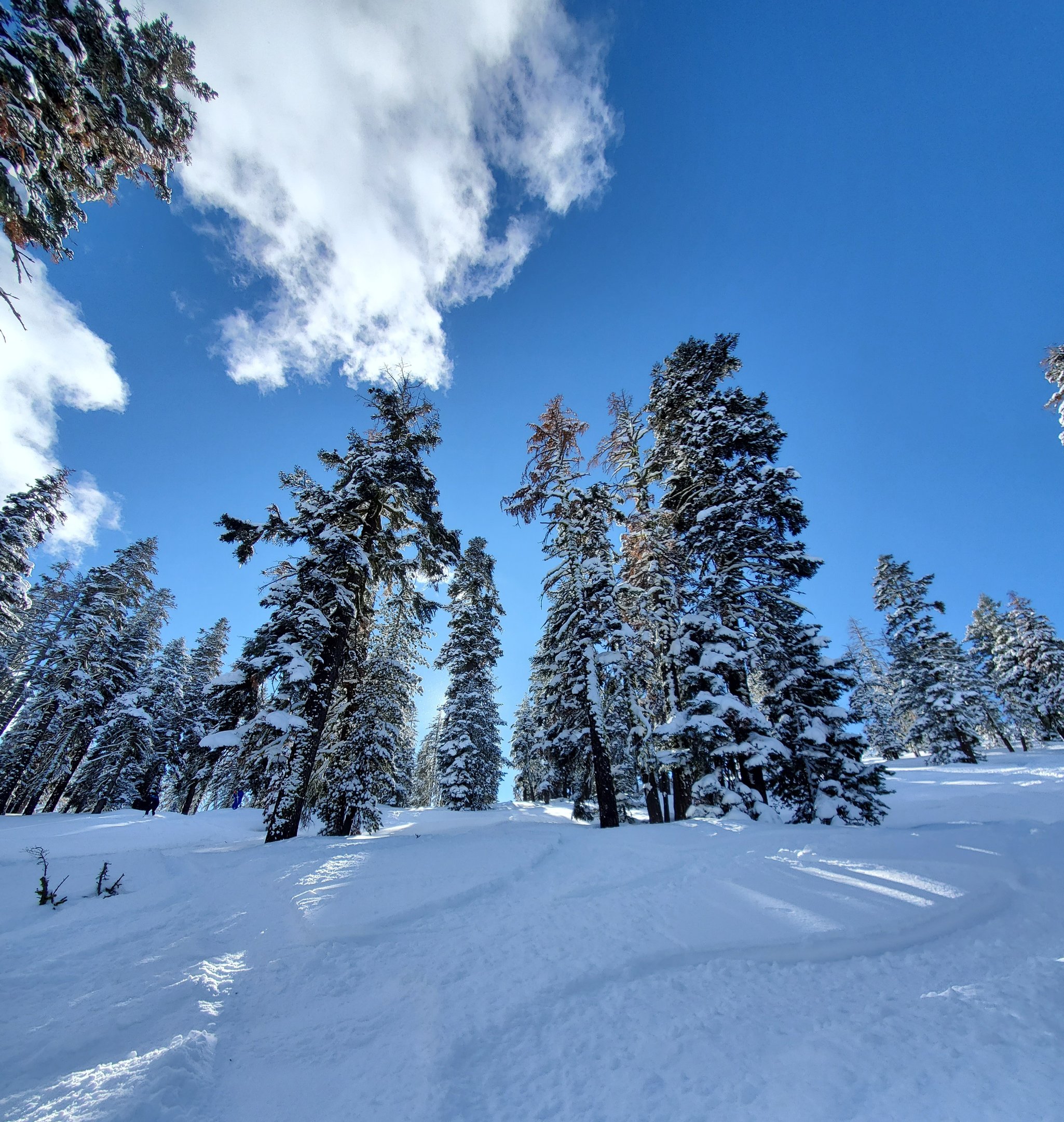 Pine forest near Watson Lake